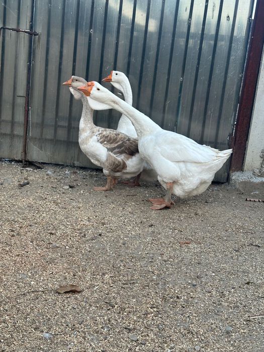 Vând gâște holmogor