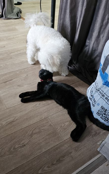 Бишон фризе ..знакомства а потом вязка