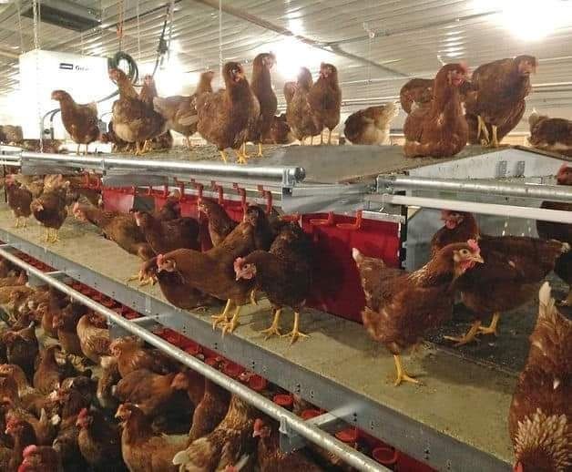 Avem gaini outoare  cu livrare la domiciliu clientului