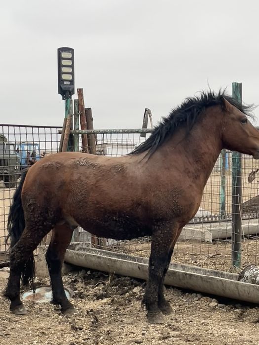 Срочно: Айғыр сатылады / Продам жербца 6 лет Полутяж