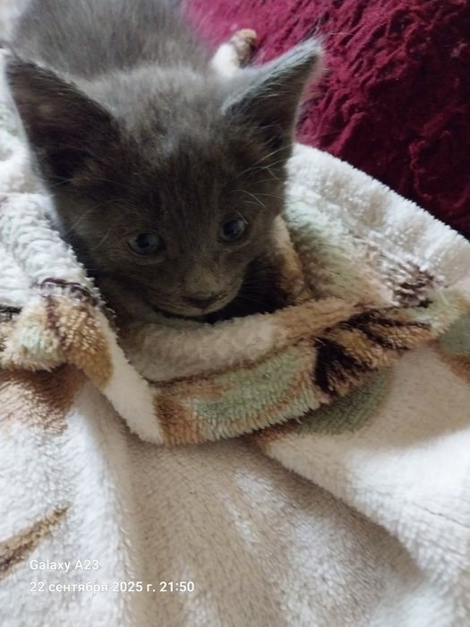 Котята домашние в добрые руки бесплатно