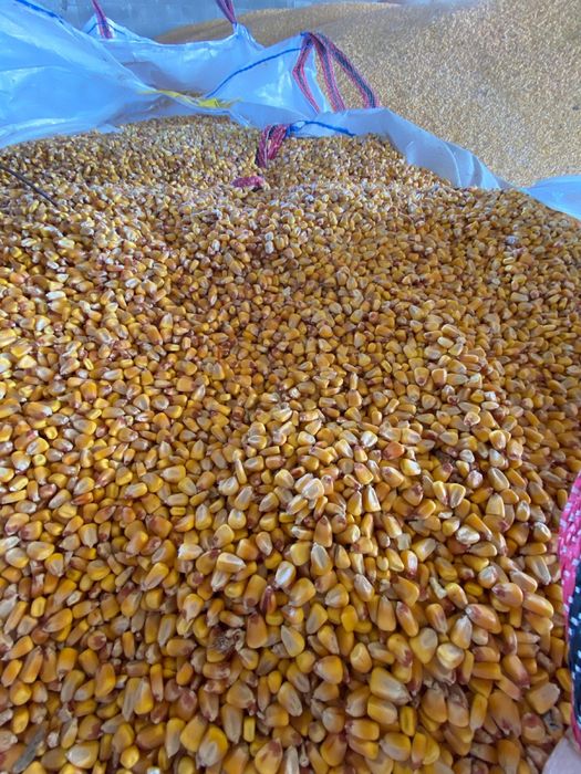 Porumb boabe de vânzare