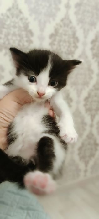 Котята ищут дом.