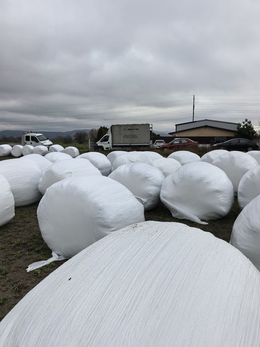 Baloți lucernă curată