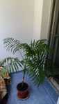 planta ornamentala mare