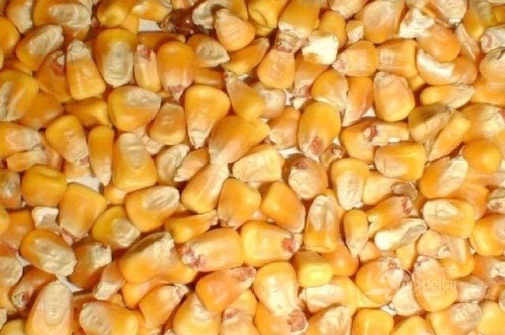 Vând porumb an 2025