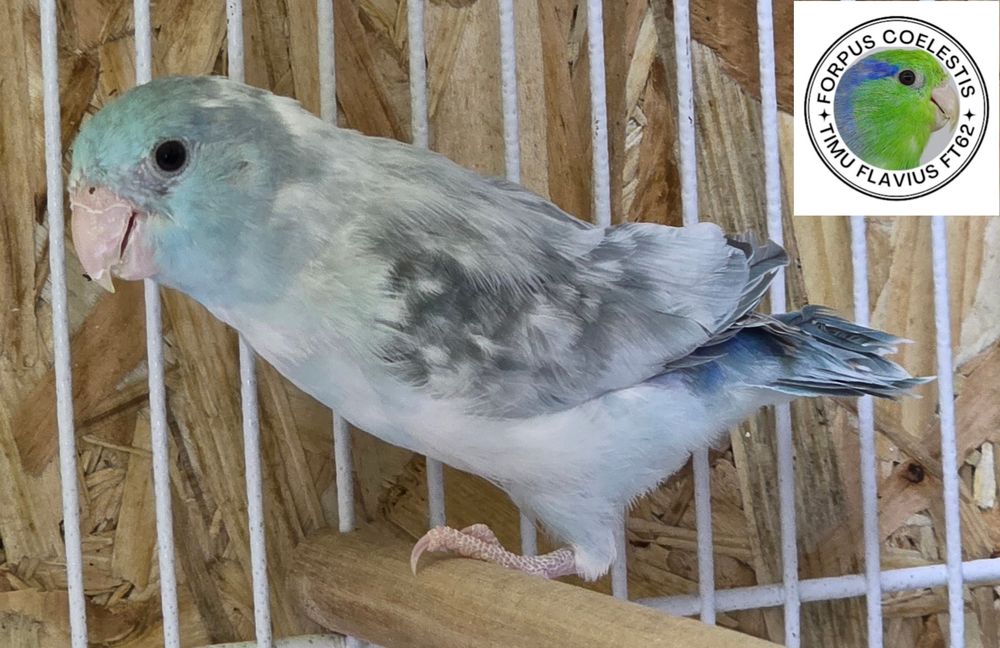 Papagali sociabili Forpus