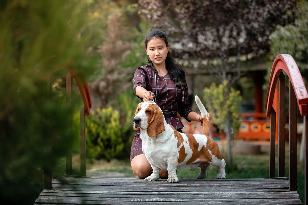 Кобель Бассет хаунда вязка