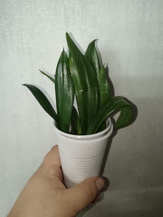 Любой по 700 тг.