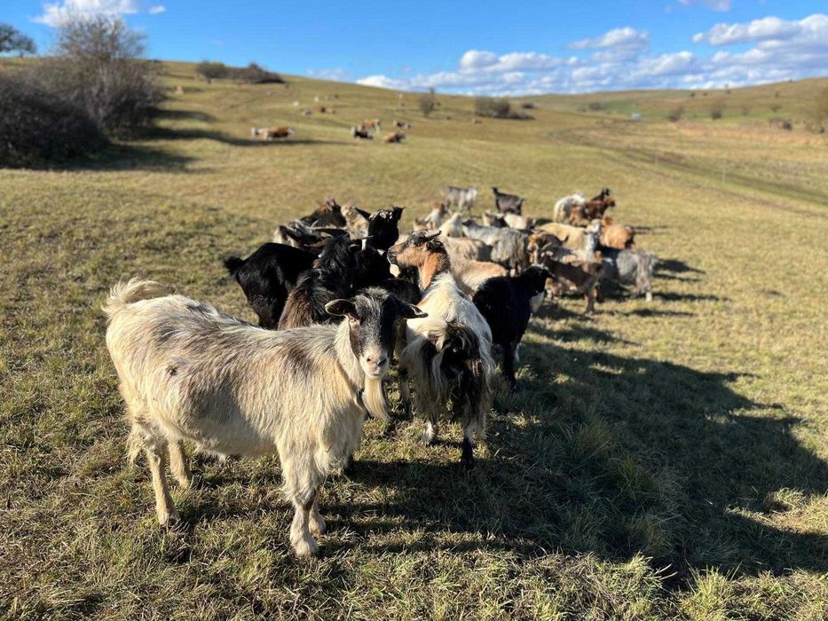 Capre și iezi de un an