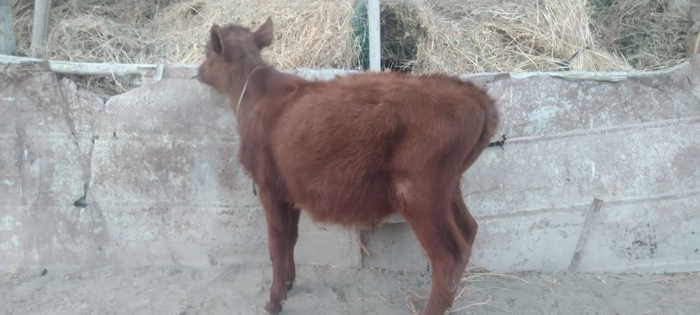 Sifatli paroda Buqacha sotiladi