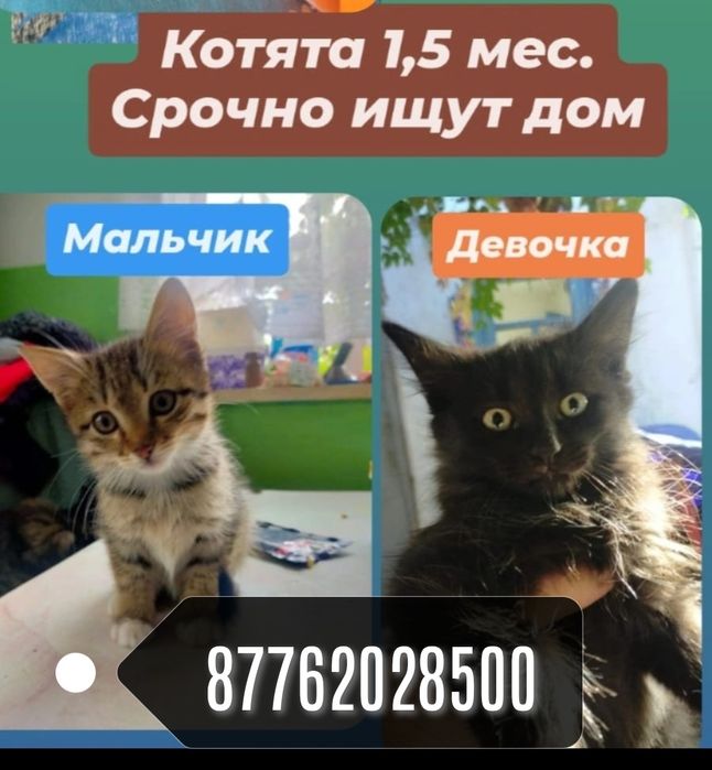 Отдам котят в добрые руки