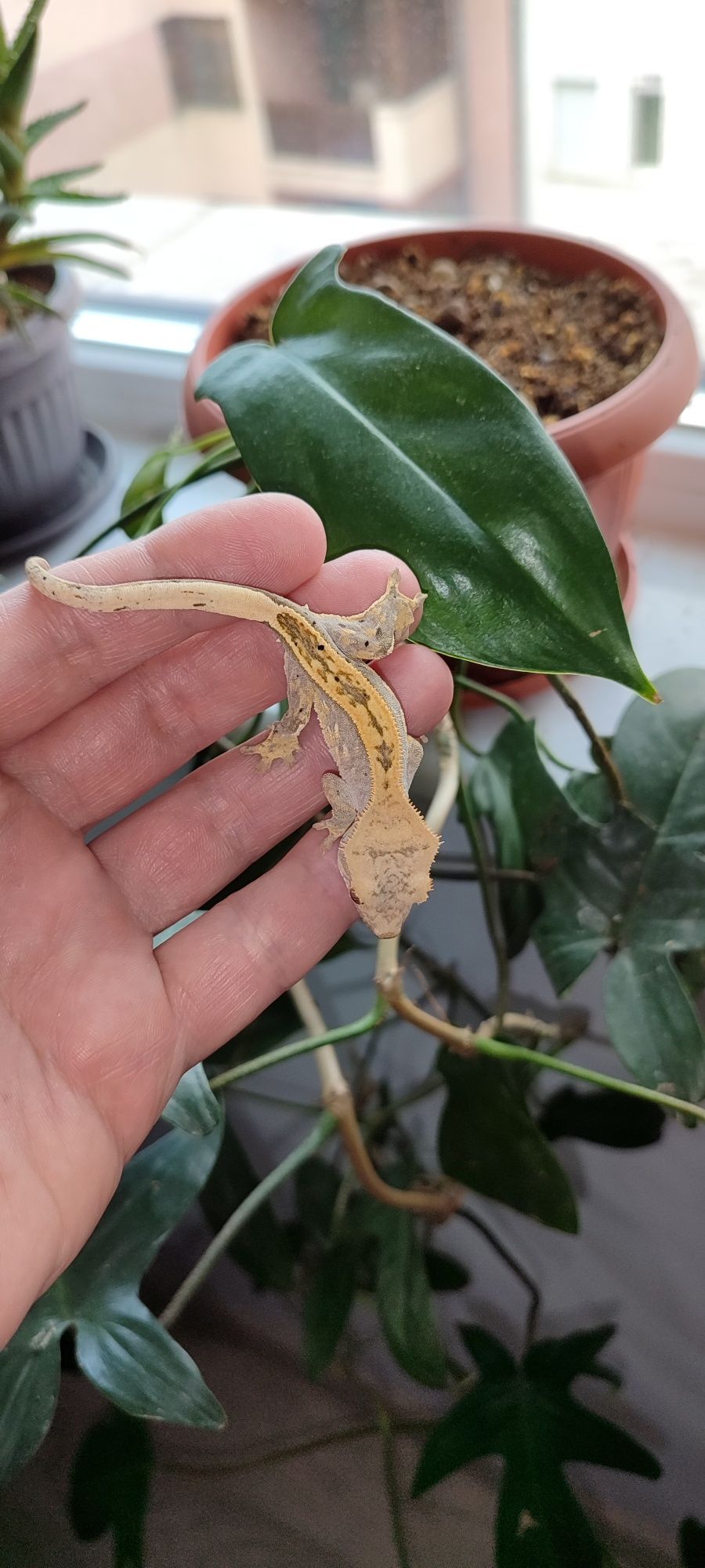 Цилиатус / Ресничестият Бананояден Гекон / Correlophus ciliatus