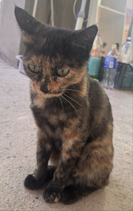 2 КОТЯТА 1 КОТ в хорошые руки