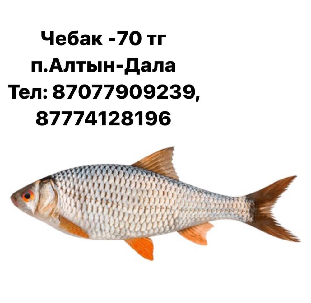 Продам живца