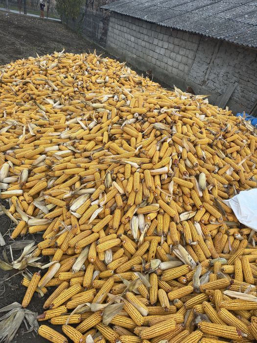 Vand porumb la stulete