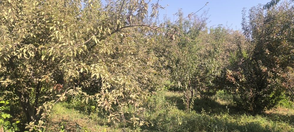 Afrosiyob mahallasi Furqat koʻchasi