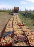 Avem la vânzare struguri pentru cel mai calitativ vin 
Avem următoarel