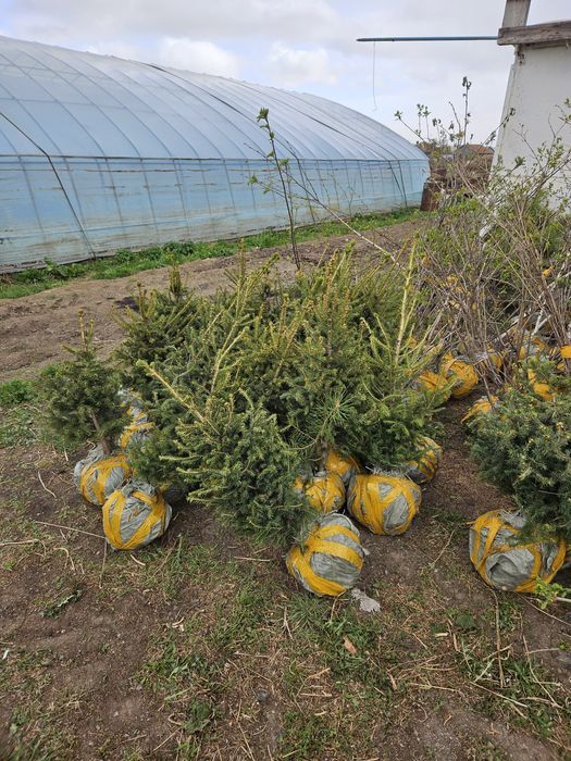 Продам в осортименте