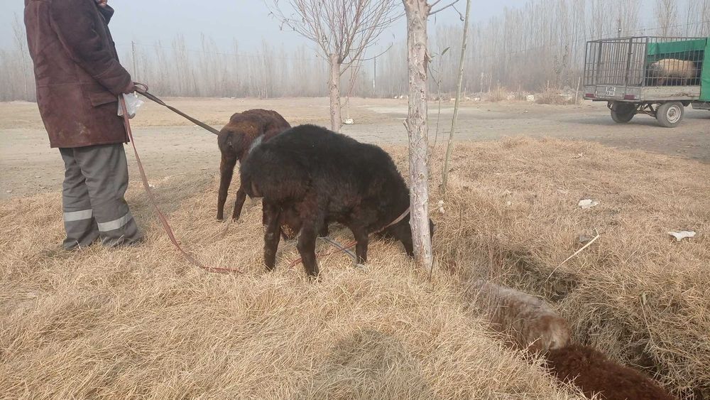 Кучкорлар сотилади зомин, киргиз, эдилбай, арашан