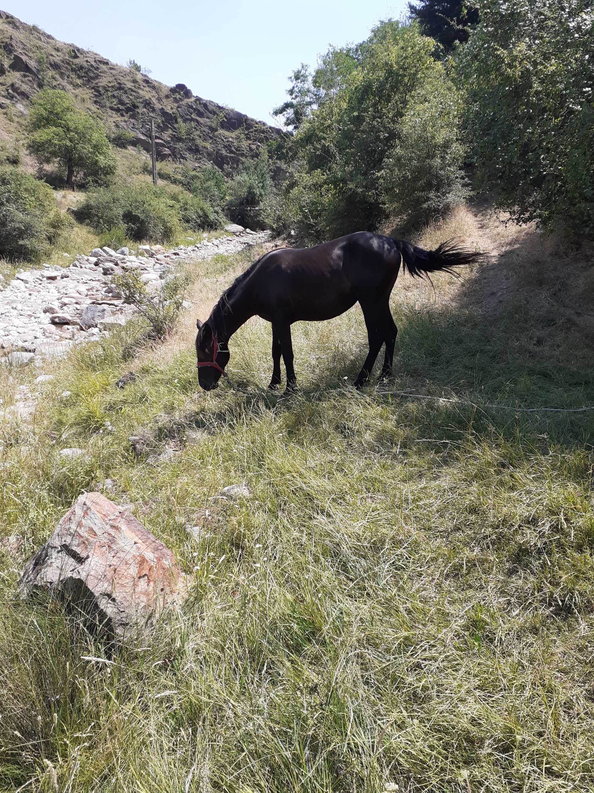 Mânză de 1 an jumate