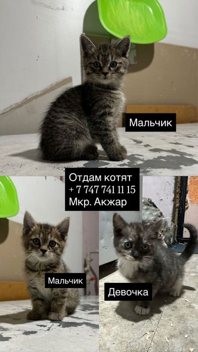 Отдам 2 месячных Котят