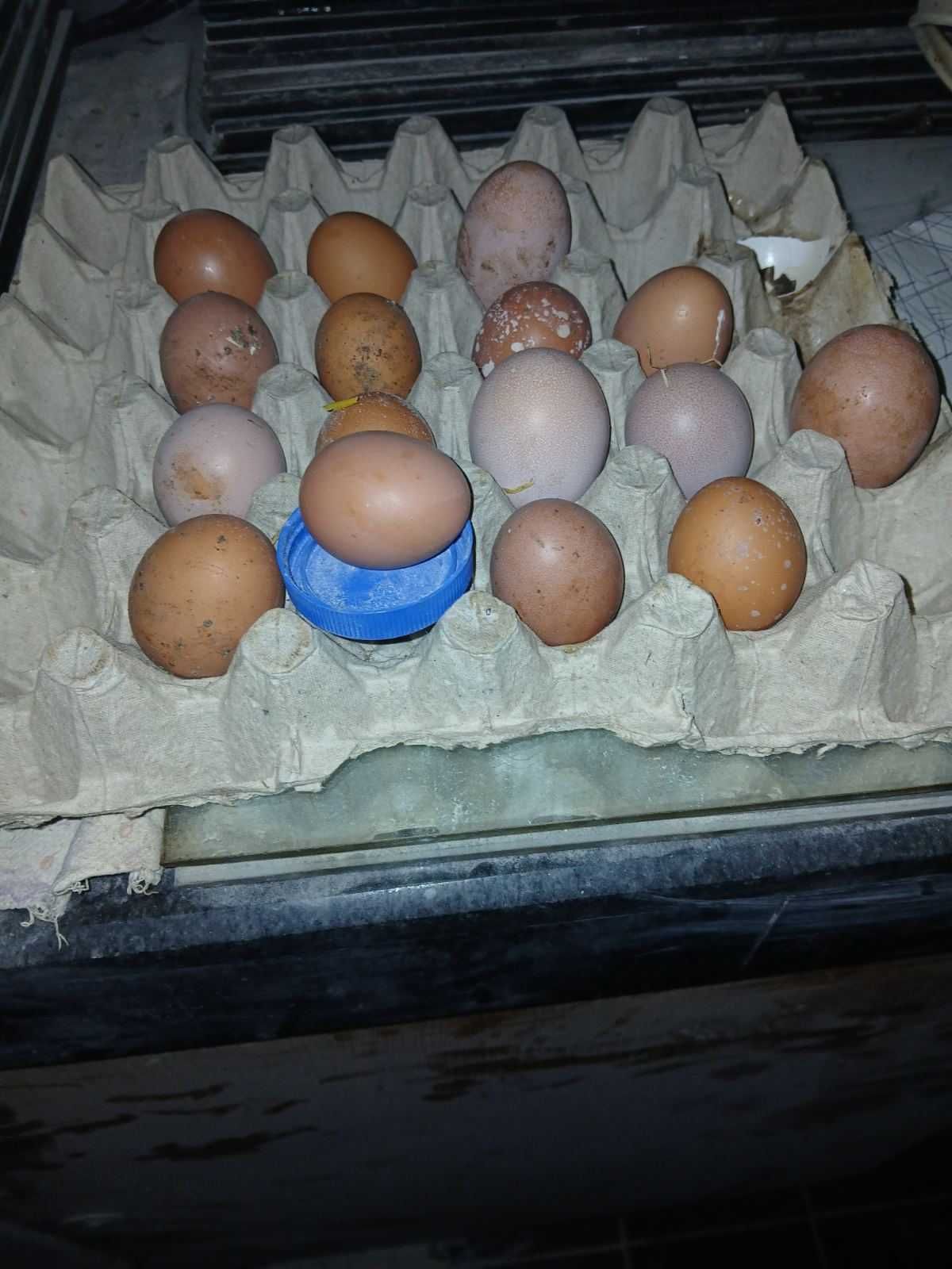 Продавам пронесли млади ярки и кокошки Ломан браун