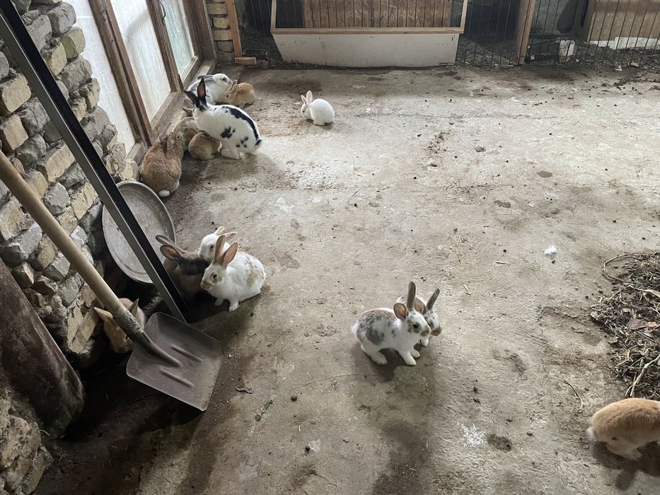 Куёнлар сотилади