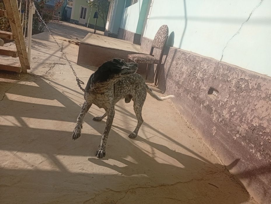 Dalmatin it sotiladi 500.000