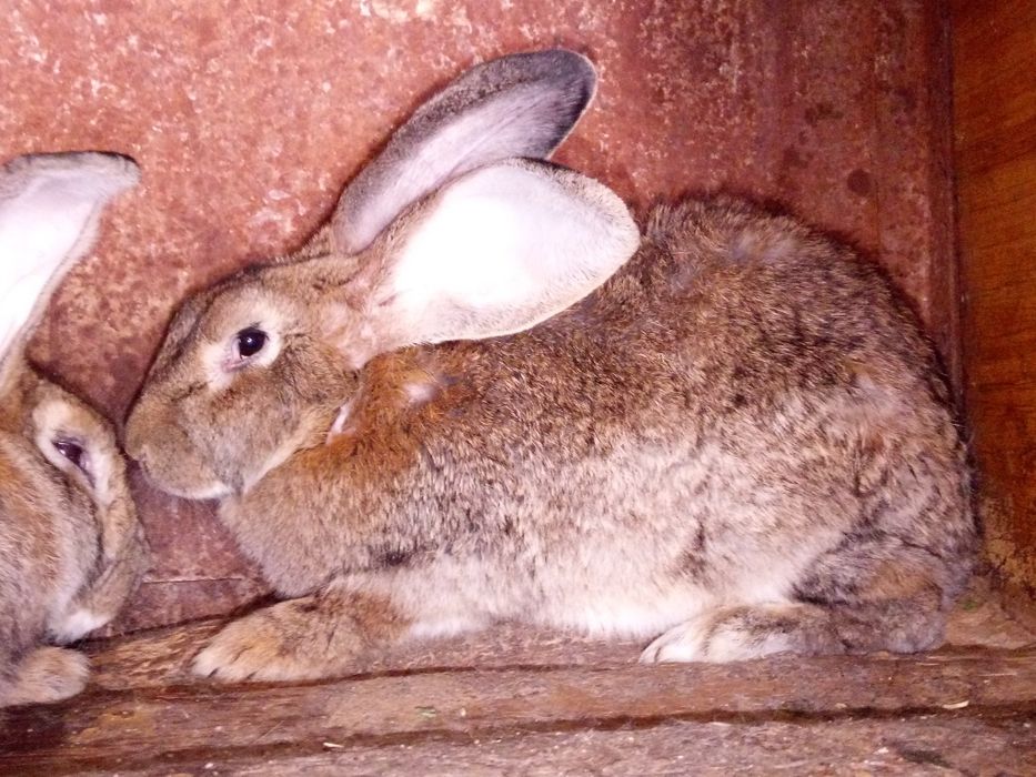 Продам молодую самку породы Фландр им 8 месяцев