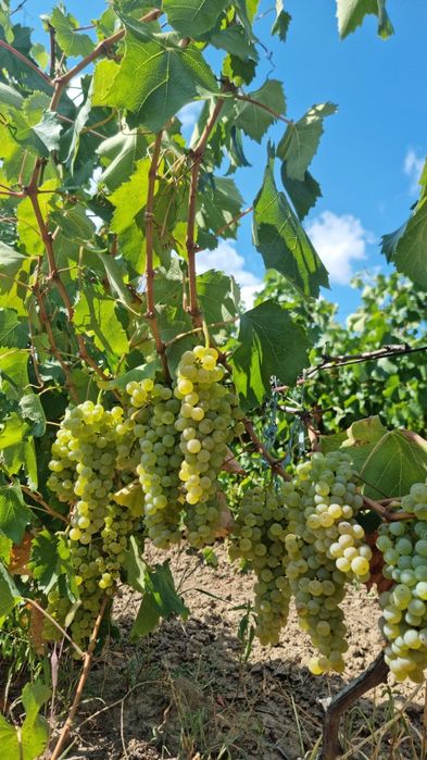 Vinul Perfect – Struguri Vrancea – Transport Gratis București