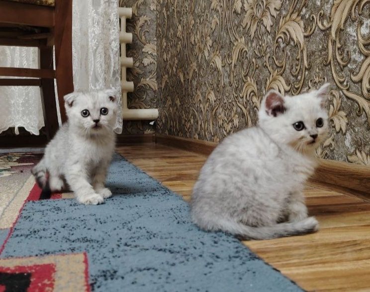 Продаётся котята серебристая шиншилла скотиш фолд и страйт