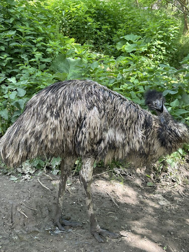 Struti emu de 2 ani si 2 luni