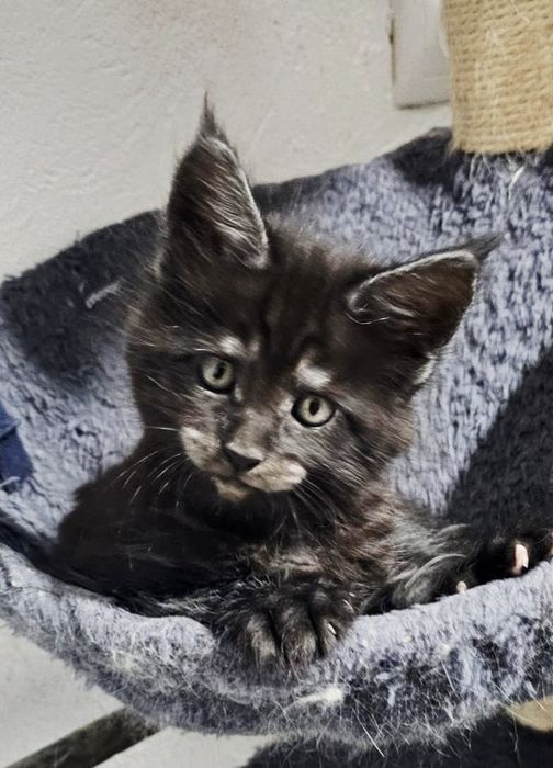 Maine Coon fetita negru argintat