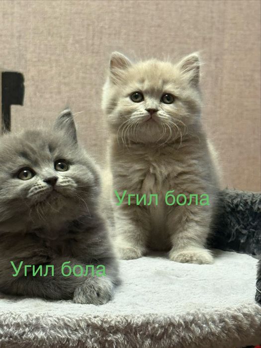 Британские котята лиловые и серые чистокровные