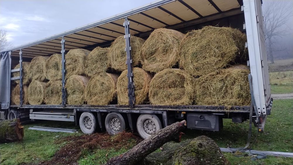 40 baloti lucerna livrare rapida  rotunzi 1,2 m x 1,2 m coasa 3