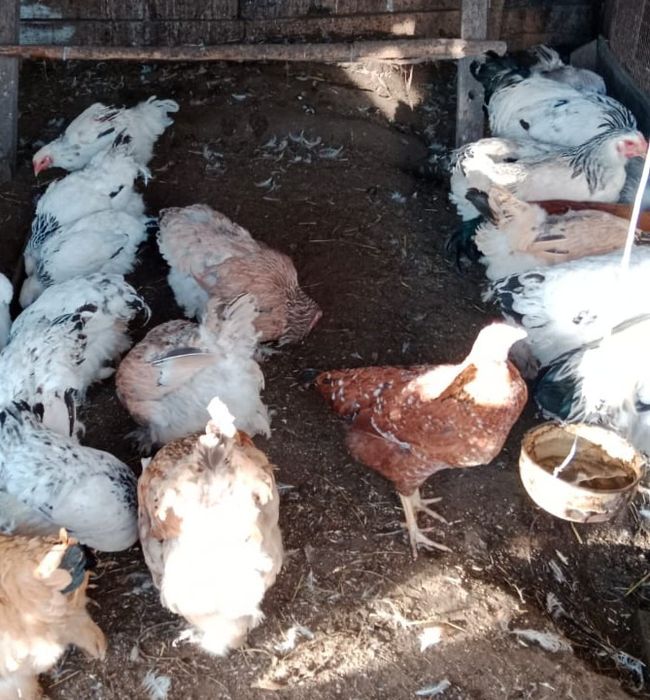 Продам домашних курей