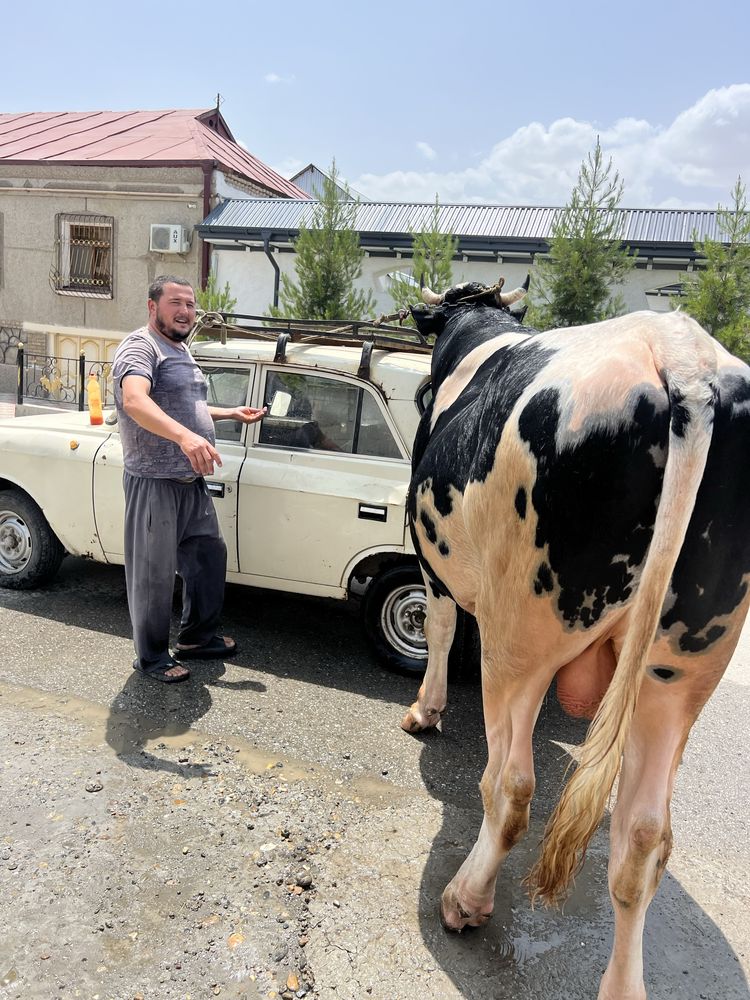 Rossiya ala zotli