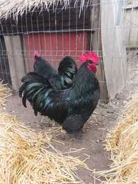 Vand cocosi rasa Australorp