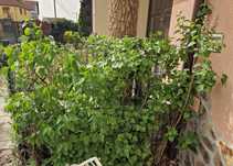 Arbusti ornamentali