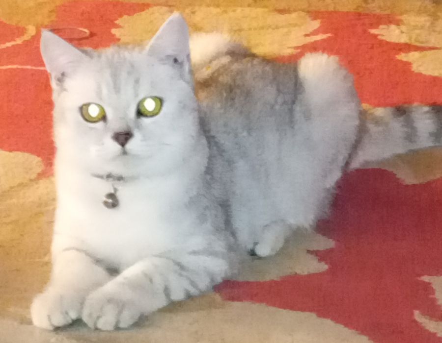 Бухоро шаҳарда Шиншилла ўғил мушук сотилади