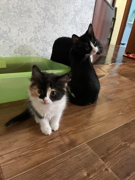 Отдам в добрые руки котят