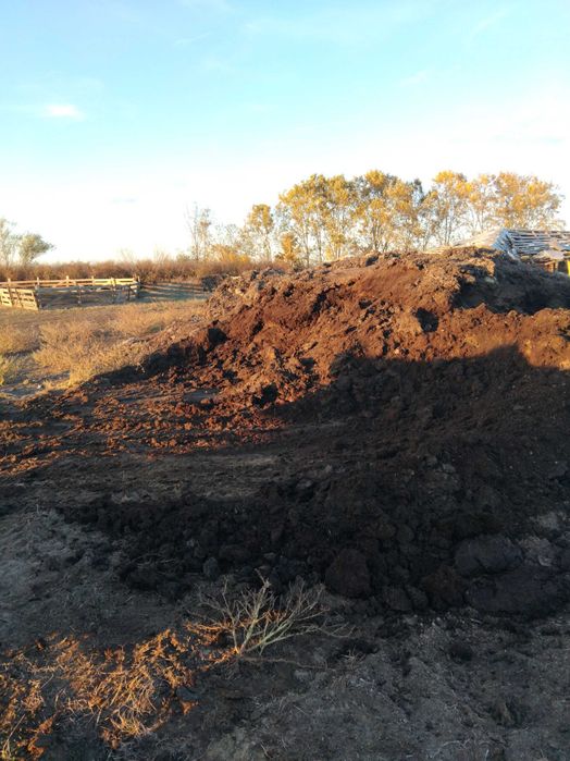 Mranita de oaie putrezită