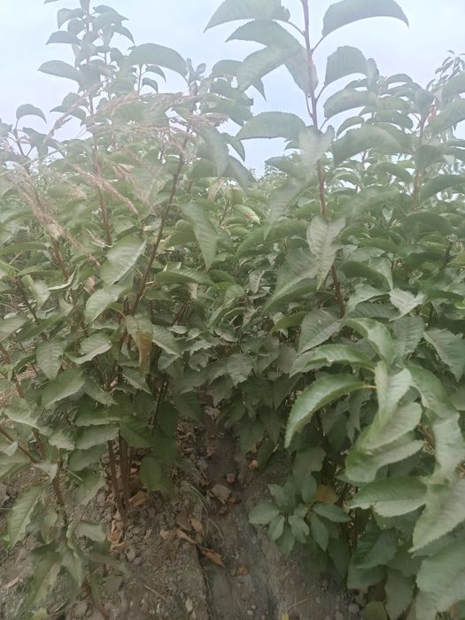 Mevali daraxtlar hammasi kafolatlanadi