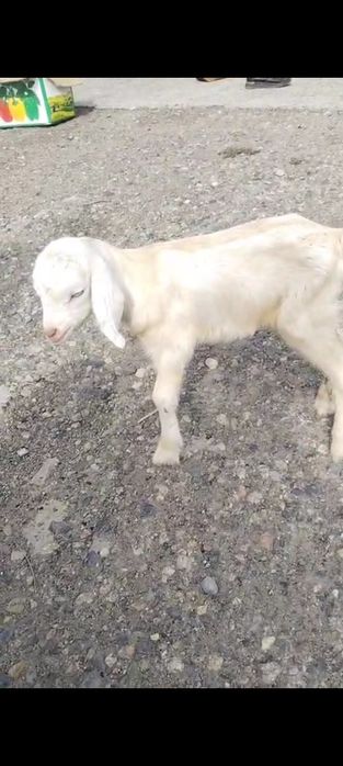 Жас лак сатылады