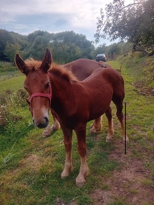 Vând  mânz de șase luni