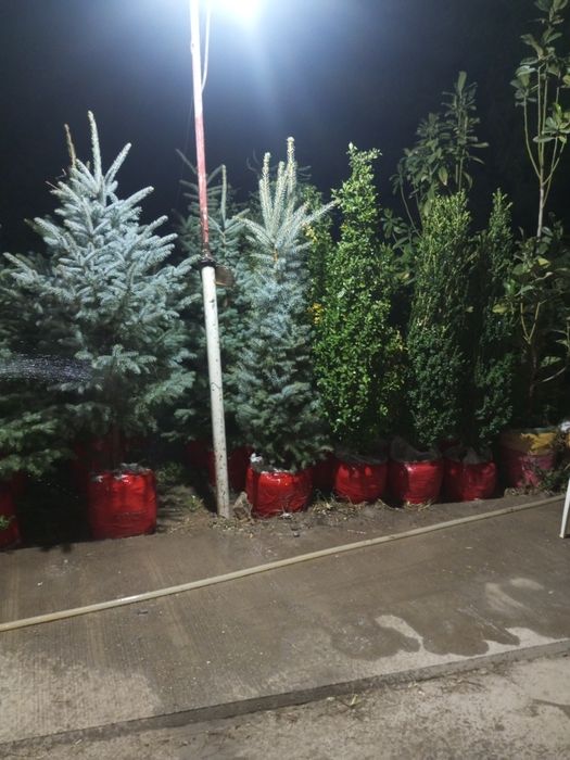Galuboy yel  Va boshqa har xil Sovuqqa chidamli oʻsimlik va gullar