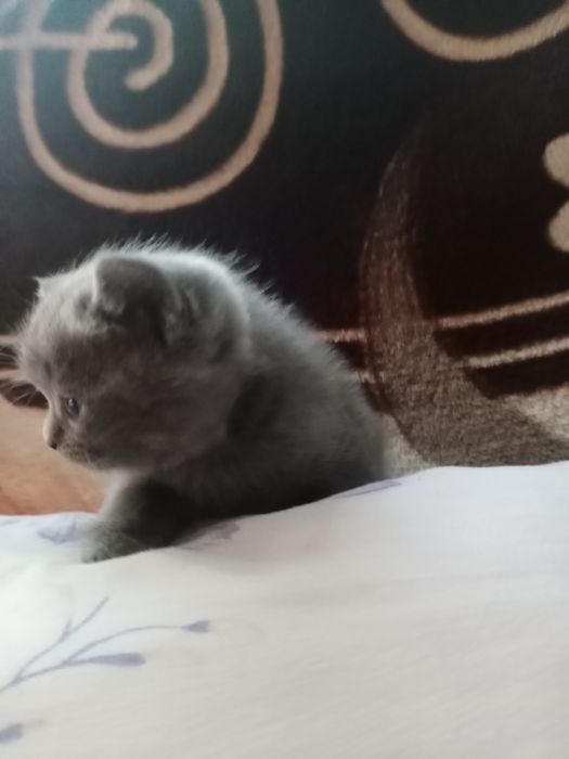 Котята Скоттиш Страйт