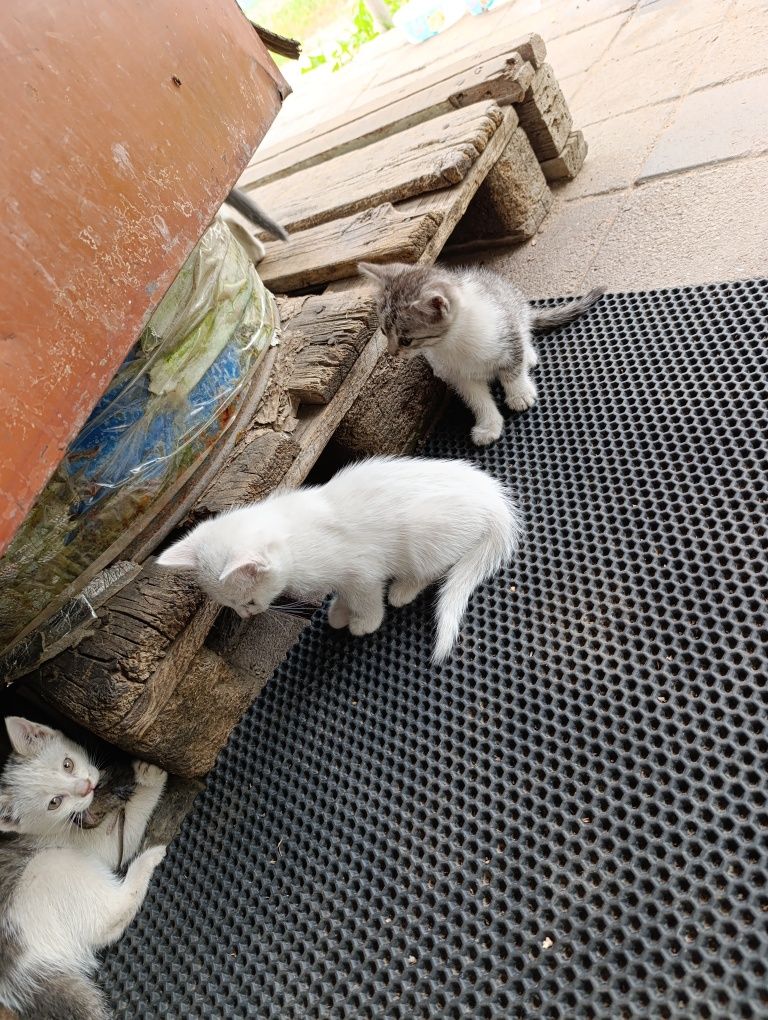 Отдам бесплатно котят мышаловов