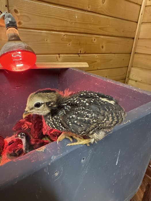 Pui de 3 saptamani Araucana, Ameraucana, Austrolop si Wyandotte